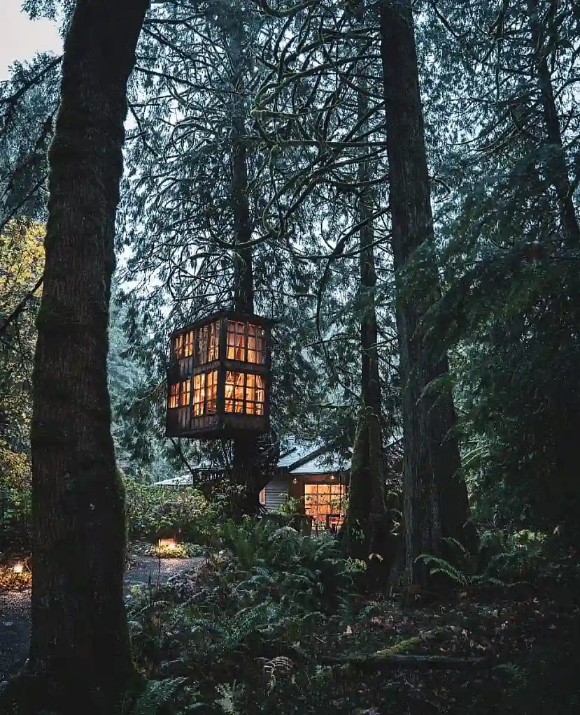 Pine forest cabin