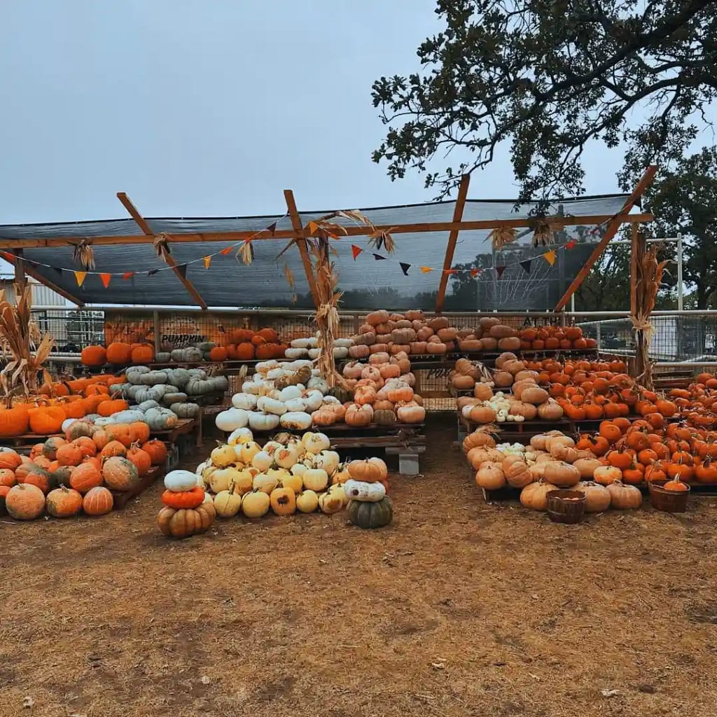 Jacksboro Pumpkin Patch