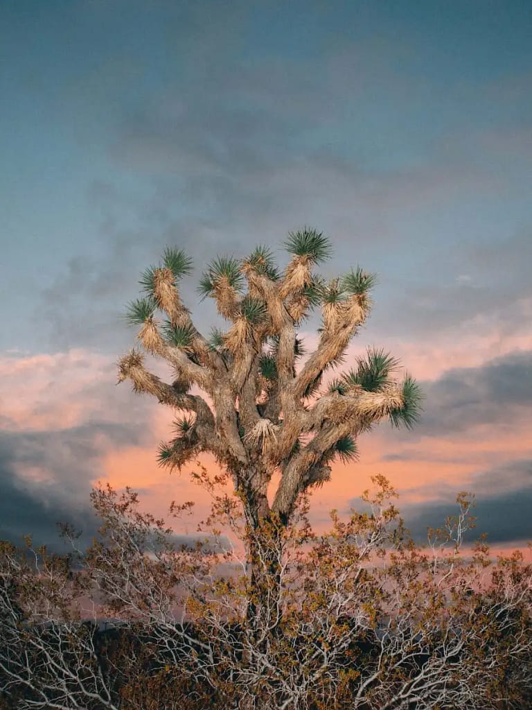 Joshua Tree