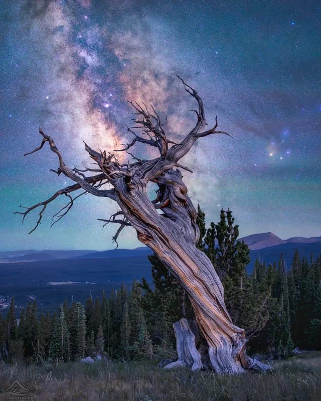 Shoot Ancient Trees and Stars at Great Basin