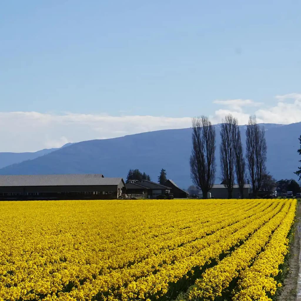 La Conner Daffodil Festival