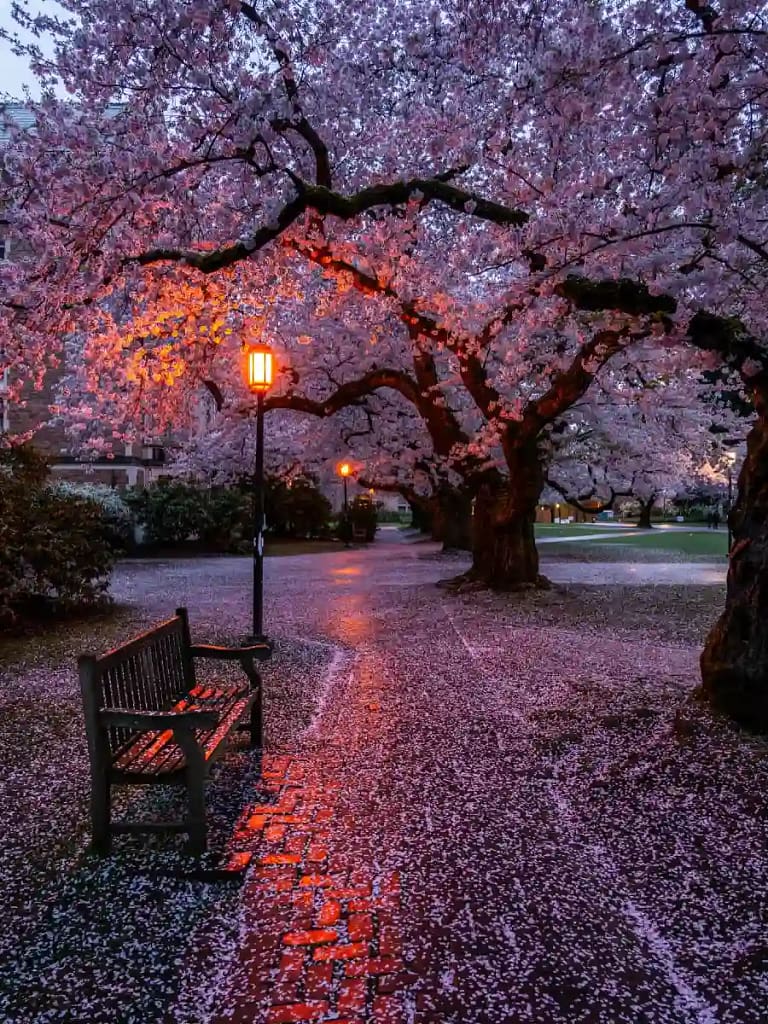 Seattle Cherry Blossom Festival