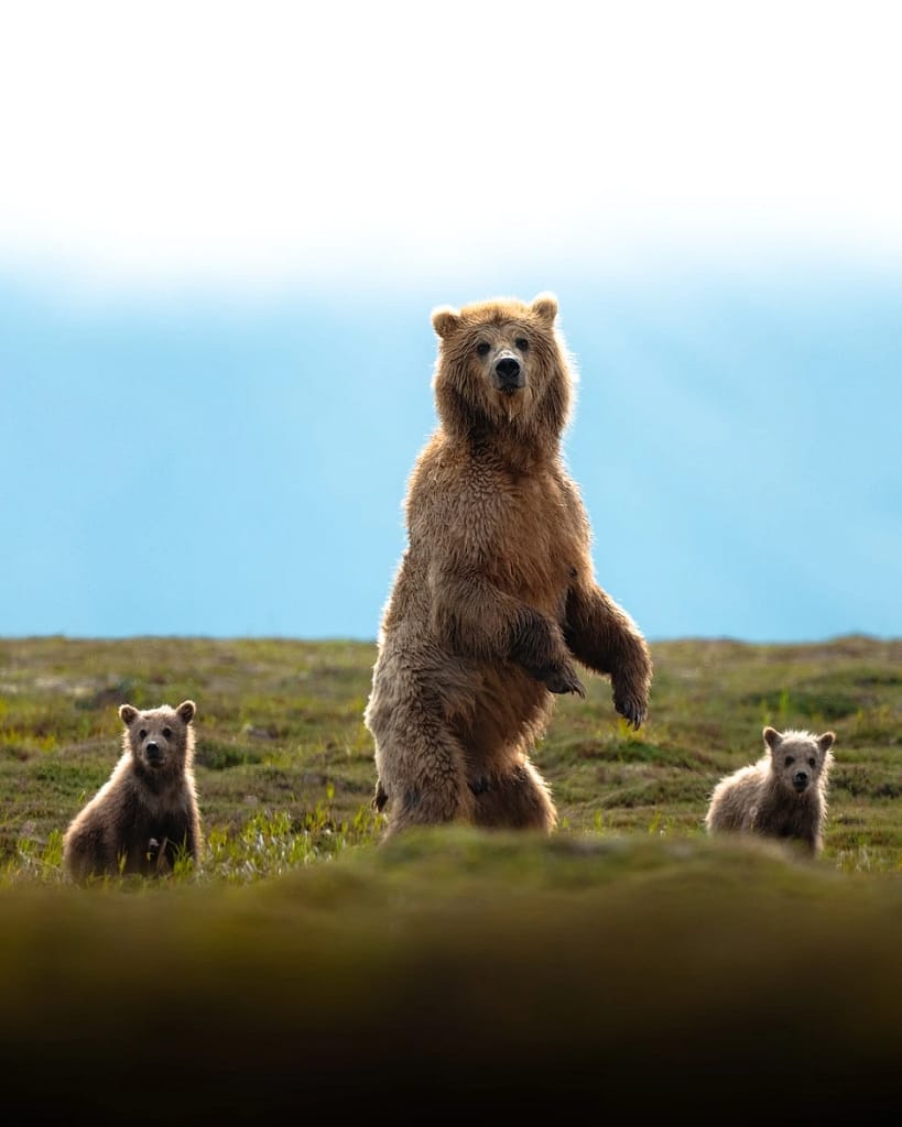 Katmai National Park