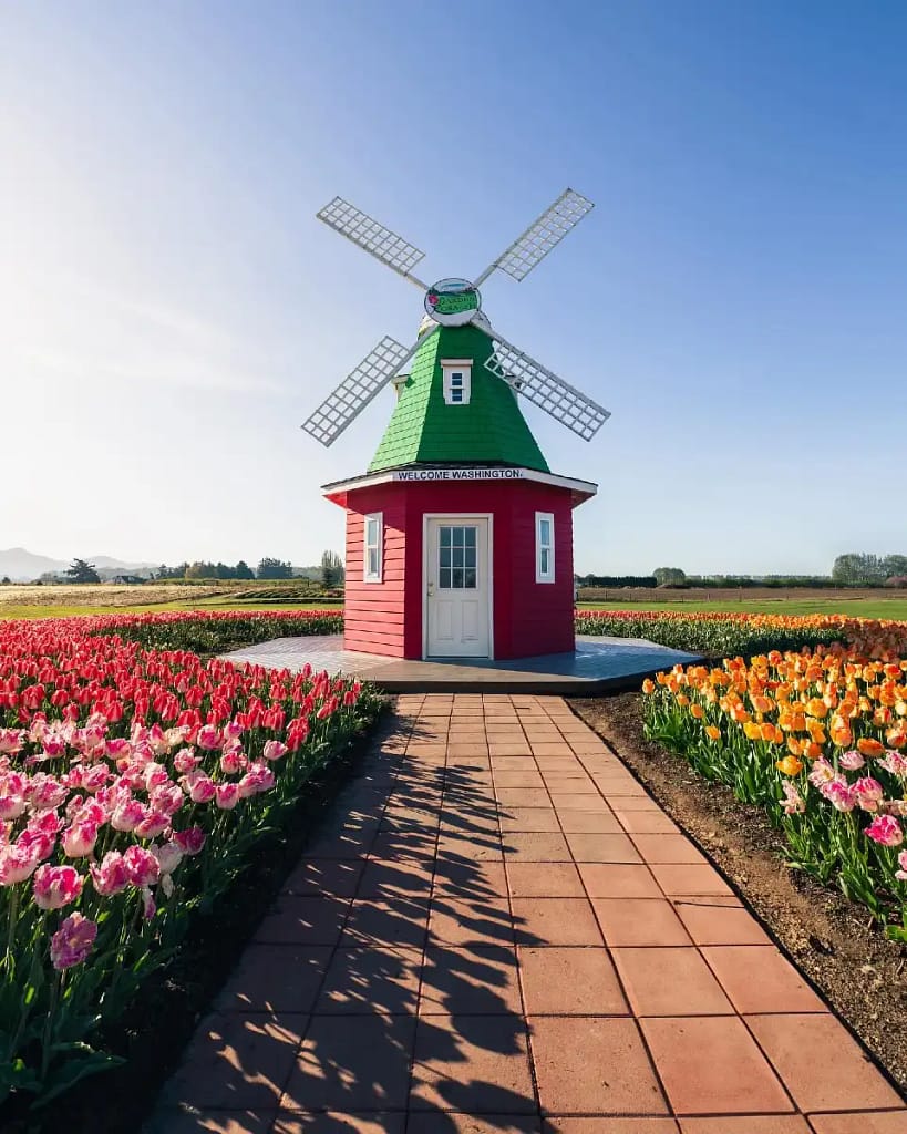 Skagit Valley Tulip Festival
